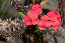 Crown of thorns (Euphorbia milii) in flower, Reunion.