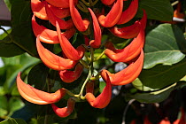Scarlet jade vine (Mucuna warburgii) in flower, Reunion.