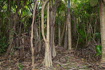 Rodrigues screwpine (Pandanus heterocarpus) growing in tropical forest, Rodrigues Island, Mauritius.