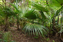 Spindle palm (Hyophorbe verschaffeltii) growing in tropical forest, Rodrigues Island, Mauritius. Critically endangered.