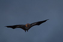 Rodrigues flying fox (Pteropus rodricensis) in flight at night, Rodrigues Island, Mauritius. Critically endangered.