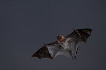 Rodrigues flying fox (Pteropus rodricensis) in flight at night, Rodrigues Island, Mauritius. Critically endangered.