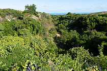 View of vegetation in Canyon Tiyel, Rodrigues Island, Mauritius. May, 2022