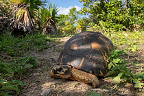 Radiated tortoise (Geochelone radiata) resting in the shade, Rodrigues Island, Mauritius.