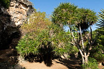 Rodrigues screwpine (Pandanus heterocarpus), Rodrigues Island, Mauritius.