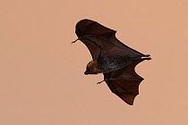 Rodrigues flying fox (Pteropus rodricensis) in flight at dusk, Rodrigues Island, Mauritius. Critically endangered.