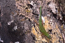 Bluetail day gecko (Phelsuma cepediana) female, resting on branch, Black River Gorges National Park, Mauritius.