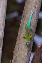 Bluetail day gecko (Phelsuma cepediana) male, resting on branch, Black River Gorges National Park, Mauritius.