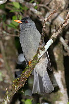 Mauritius black bulbul (Hypsipetes olivaceus) perched in tree, Black River Gorges National Park, Mauritius.