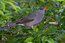 Mauritius black bulbul (Hypsipetes olivaceus) perched in tree feeding on berries, Black River Gorges National Park, Mauritius.