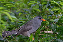 Mauritius black bulbul (Hypsipetes olivaceus) perched in tree, Black River Gorges National Park, Mauritius.