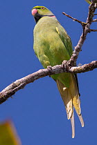 Mauritius parakeet (Psittacula eques) male, perched in tree, Black River Gorges National  Park, Mauritius.