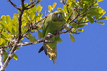 Mauritius parakeet (Psittacula eques) female, perched in tree, Black River Gorges National  Park, Mauritius.