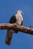 Pink pigeon (Nesoenas mayeri) perched on branch, Black River Gorges National Park, Mauritius.