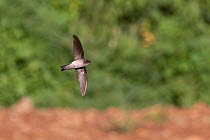 Grey-rumped swiftlet (Aerodramus francicus) in flight, Ebony forest Charmarel, Mauritius.