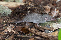 Asian house shrew (Suncus murinus) with a fly on its back, climbing over rocks and twigs on forest floor, L'ile aux Aigrettes, Mahebourg, Mauritius.