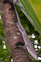 Round Island day gecko (Phelsuma guentheri) resting on tree trunk, L'ile aux Aigrettes, Mauritius.
