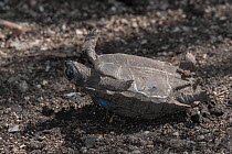 Aldabra giant tortoise (Aldabrachelys gigantea) juvenile, stuck lying on it's back in the mud, L'ile aux Aigrettes, Mahebourg, Mauritius.
