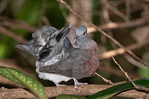 Madagascar turtle dove (Nesoenas picturata) perched on branch preening, L'ile aux Aigrettes, Mahebourg, Mauritius.