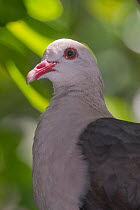 Pink pigeon (Nesoenas mayeri) portrait, L'ile aux Aigrettes, Mahebourg, Mauritius.