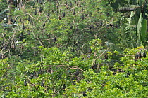 Greater Mascarene flying fox (Pteropus niger) colony roosting in trees, Vallee de Ferney reserve, Mauritius. Endangered.