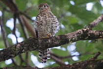 Mauritius kestrel (Falco punctatus) perched on branch, Vallee de Ferney reserve, Mauritius. Endangered.