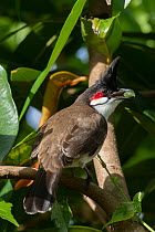 Red-whiskered bulbul (Pycnonotus jocosus) perched in tree feeding, Ebony forest Chamarel, Mauritius.