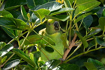 Mauritius parakeet (Psittacula eques) juvenile, feeding in tree, Ebony forest Chamarel, Mauritius. Endangered.