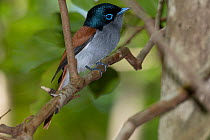 Mauritius paradise flycatcher (Terpsiphone bourbonnensis desolata) male, perched on branch, Ebony forest Chamarel, Mauritius.