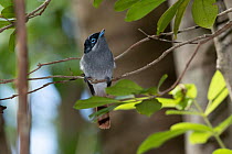 Mauritius paradise flycatcher (Terpsiphone bourbonnensis desolata) male, perched on branch looking up, Ebony forest Chamarel, Mauritius.