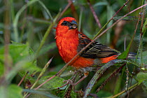 Madagascan red fody (Foudia madagascariensis) perched on plant stem, Mauritius.