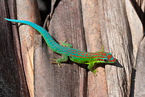 Bluetail day gecko (Phelsuma cepediana) portrait, Mauritius.