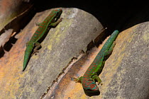 Two Bluetail day geckos (Phelsuma cepediana) basking on rocks, Mauritius.