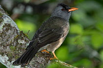Mauritius black bulbul (Hypsipetes olivaceus) perched on branch, Mauritius.