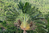 Traveller's tree (Ravenala madagascariensis) foliage, Ebony forest Chamarel, Mauritius.