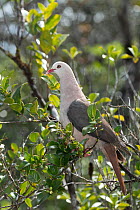 Pink pigeon (Nesoenas mayeri) perched in tree, Mauritius.