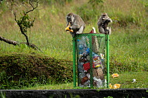 Two Crab-eating macaques (Macaca fascicularis) sitting on rubbish bin eating discarded food, Alexandra Falls, Black River Gorges National Park, Mauritius.