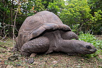 Aldabra giant tortoise (Aldabrachelys gigantea) portrait, L'ile aux Aigrettes, Mauritius.