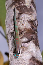 Ornate day gecko (Phelsuma ornata) resting on tree trunk, L'ile aux Aigrettes, Mauritius.