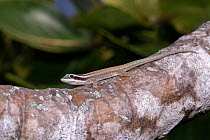 Ornate day gecko (Phelsuma ornata) resting on tree branch, L'ile aux Aigrettes, Mauritius.