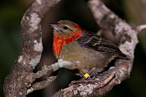Mauritius fody (Foudia rubra) perched on branch, L'ile aux Aigrettes, Mauritius. Endangered.