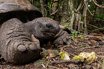 Aldabra giant tortoise (Aldabrachelys gigantea) feeding on fruit, L'ile aux Aigrettes, Mauritius.