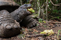 Aldabra giant tortoise (Aldabrachelys gigantea) feeding on fruit, L'ile aux Aigrettes, Mauritius.