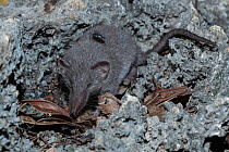 Asian house shrew (Suncus murinus) with a fly on its back, resting among rocks, L'ile aux Aigrettes, Mauritius.