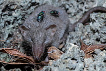 Asian house shrew (Suncus murinus) with two flies on its back, resting among rocks, L'ile aux Aigrettes, Mauritius.