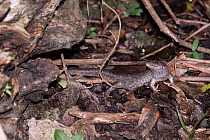 Telfair's skink (Leiolopisma telfairii) among leaf litter,  L'ile aux Aigrettes, Mauritius.