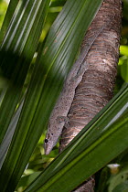 Round Island day gecko (Phelsuma guentheri) resting on tree trunk, L'ile aux Aigrettes, Mauritius.