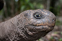 Aldabra giant tortoise (Aldabrachelys gigantea) head portrait, L'ile aux Aigrettes, Mauritius.