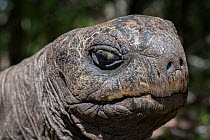 Aldabra giant tortoise (Aldabrachelys gigantea) head portrait, L'ile aux Aigrettes, Mauritius.