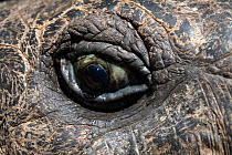 Aldabra giant tortoise (Aldabrachelys gigantea) eye detail, L'ile aux Aigrettes, Mauritius.